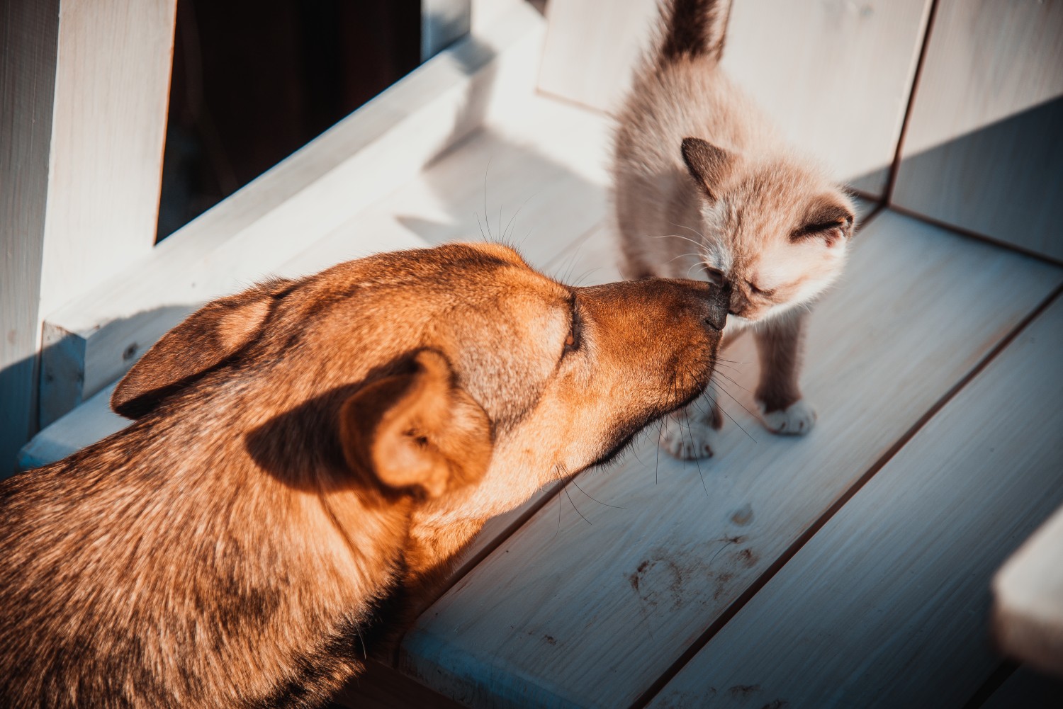 dog sniffing cat