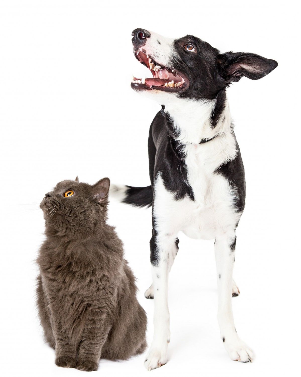 grey cat and black white dog